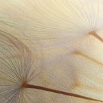 Floral Canvas Wall Art WAD1171-F 90 x 60 cm / Stretched on hidden frame